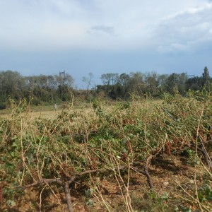 DSCN0982