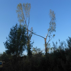 DSCN1100