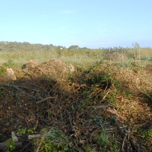 DSCN1106